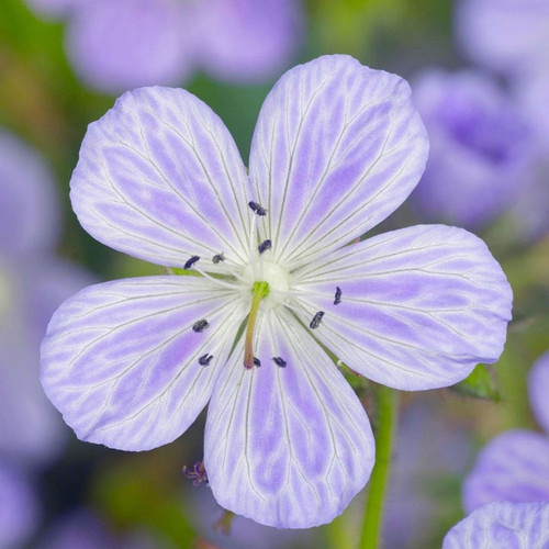 Geranium prat. Mrs Kendall Clark