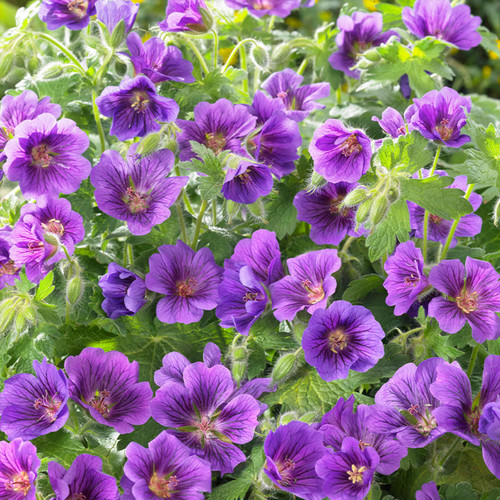 Geranium Blue Blood (potted)