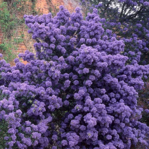 Ceanothus 'Victoria'