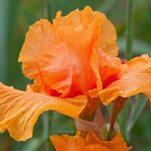 Iris germanica 'Oktoberfest' (Potted)