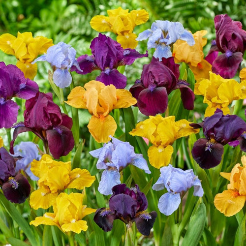 Iris pumila 'Azurea' (Potted)