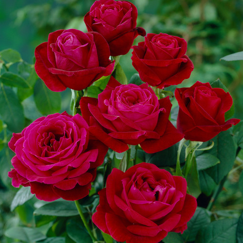 Rose 'Mister Lincoln'