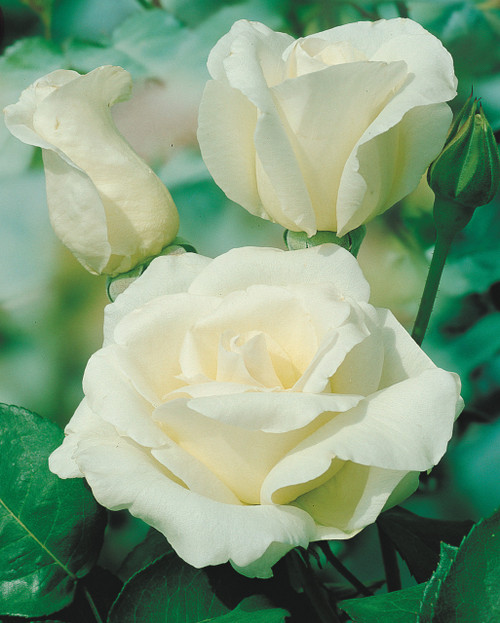 Rose 'Pascali'