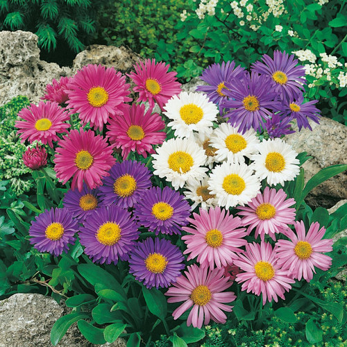 Aster alpinus Mix