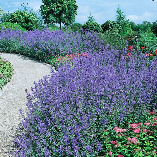 Nepeta faassenii