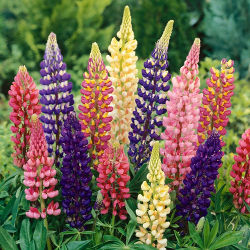 Lupins Russel Mixed 9cm