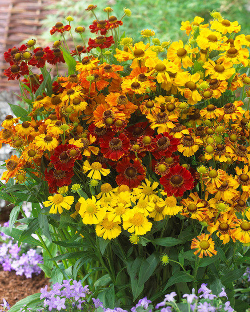 Helenium Mixed