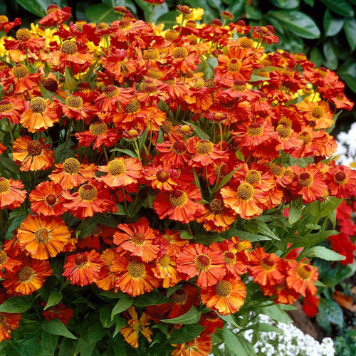 Helenium Helena Orange
