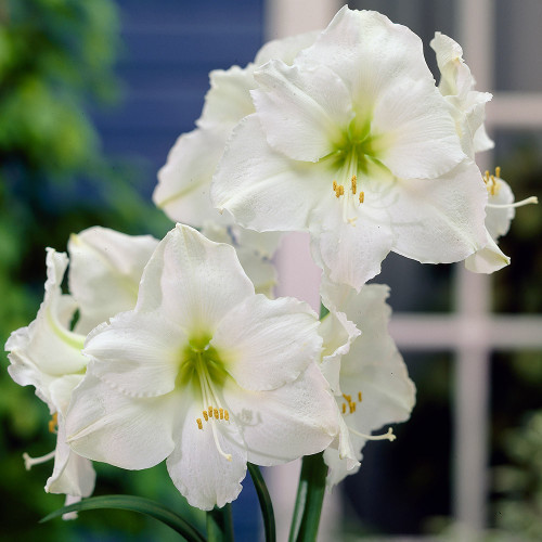 Amaryllis 'Christmas Gift' 30/32cm