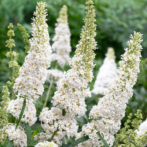 Buddleja davidii 'White Profusion'