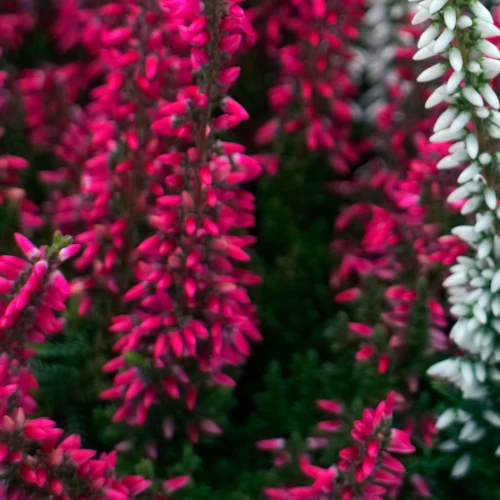 Calluna vulgaris 'Dark Beauty' (Dark Red)
