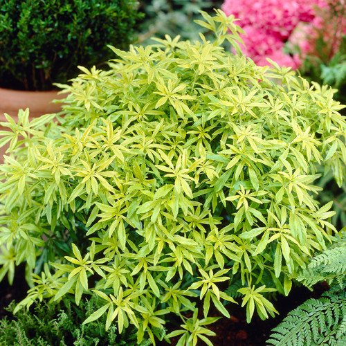 Choisya dewitteana 'Goldfingers'