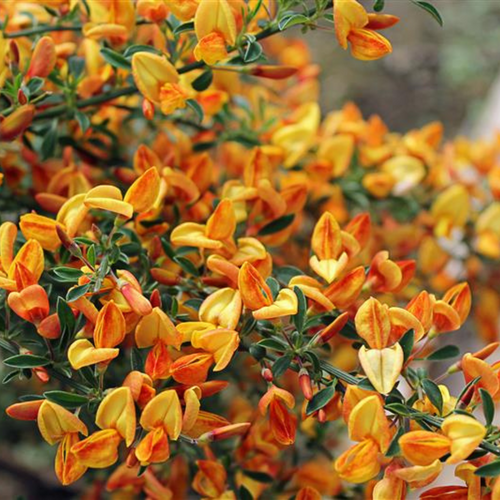 Cytisus 'Apricot Gem'