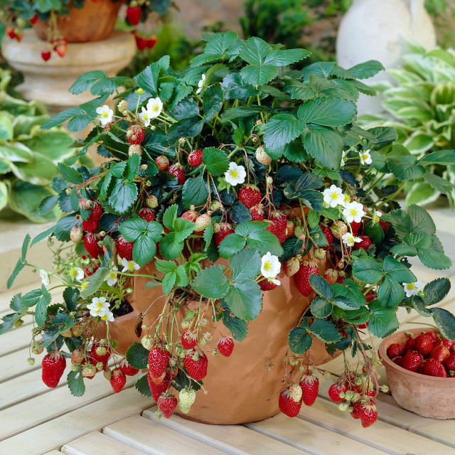 Fragaria Strawberries Red Cascade - J Parker Dutch Bulbs (Wholesale ...