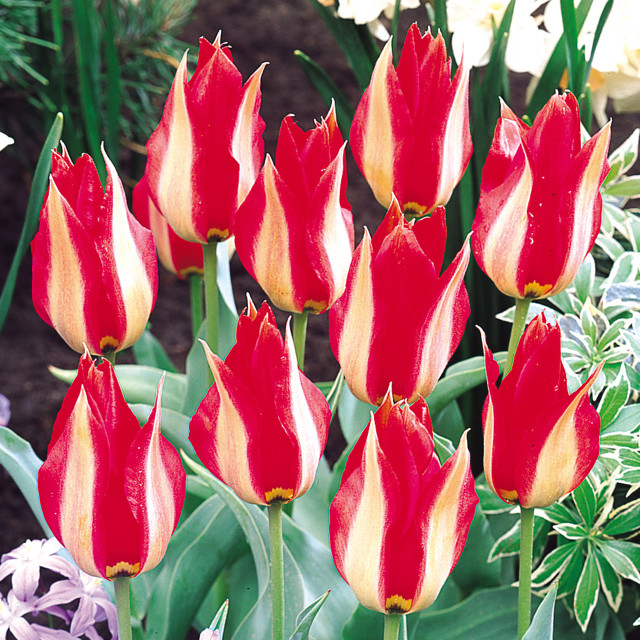 Buy premium quality Tulip Hearts Delight 10/12cm from Dutch Bulbs