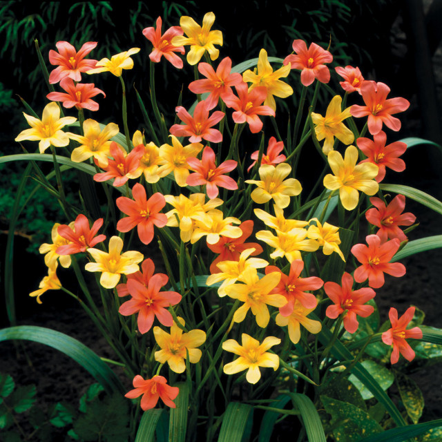 Homeria Mixed J Parker Dutch Bulbs (Wholesale) Ltd. (B2B)