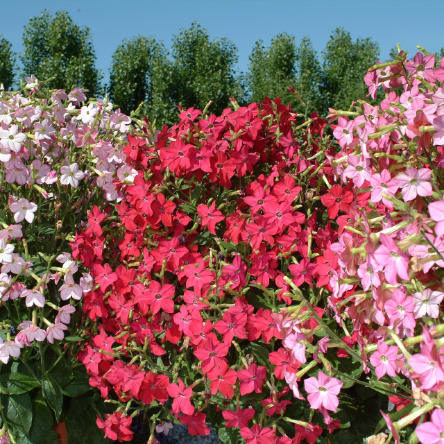 Shop top quality Nicotiana Mixed Alata seeds from Dutch Bulbs