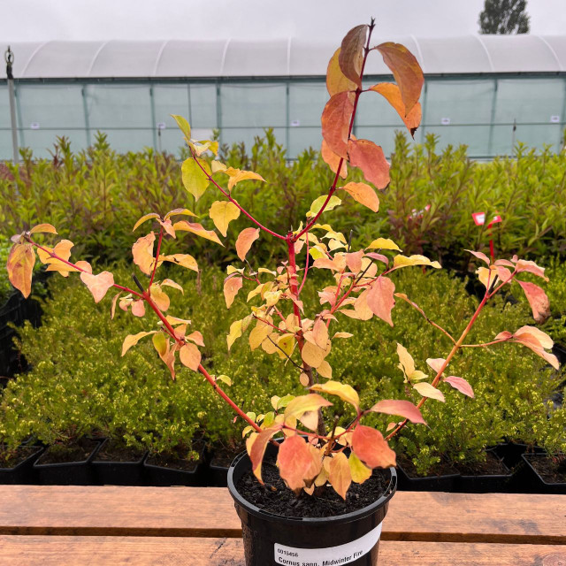 Buy premiumquality Cornus sang. 'Midwinter Fire' from Dutch Bulbs