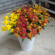 Helenium Mixed | Parkers Wholesale
