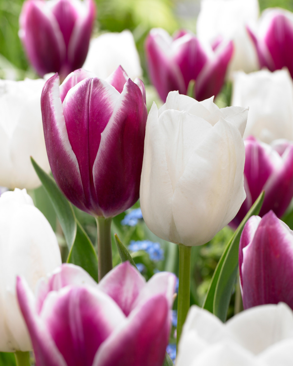 Buy premium quality Tulip Royal Virgin 10/12cm from Dutch Bulbs