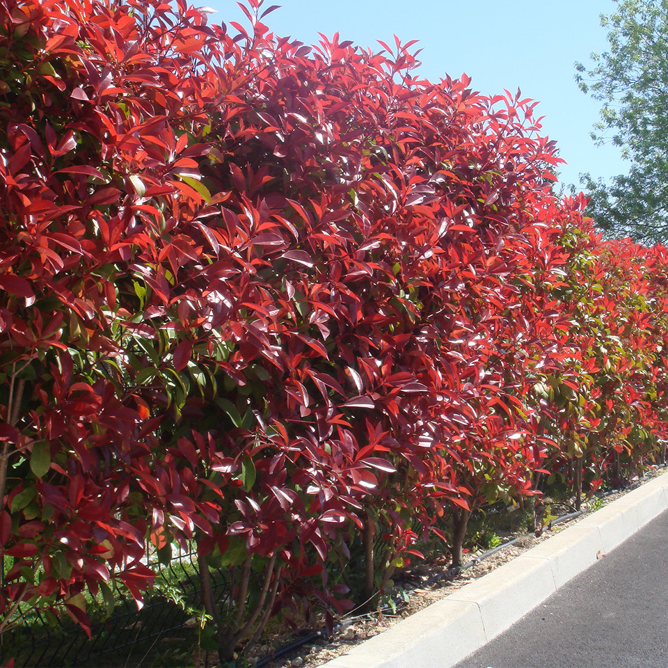 Photinia Red Robin Hedging Parkers Wholesale