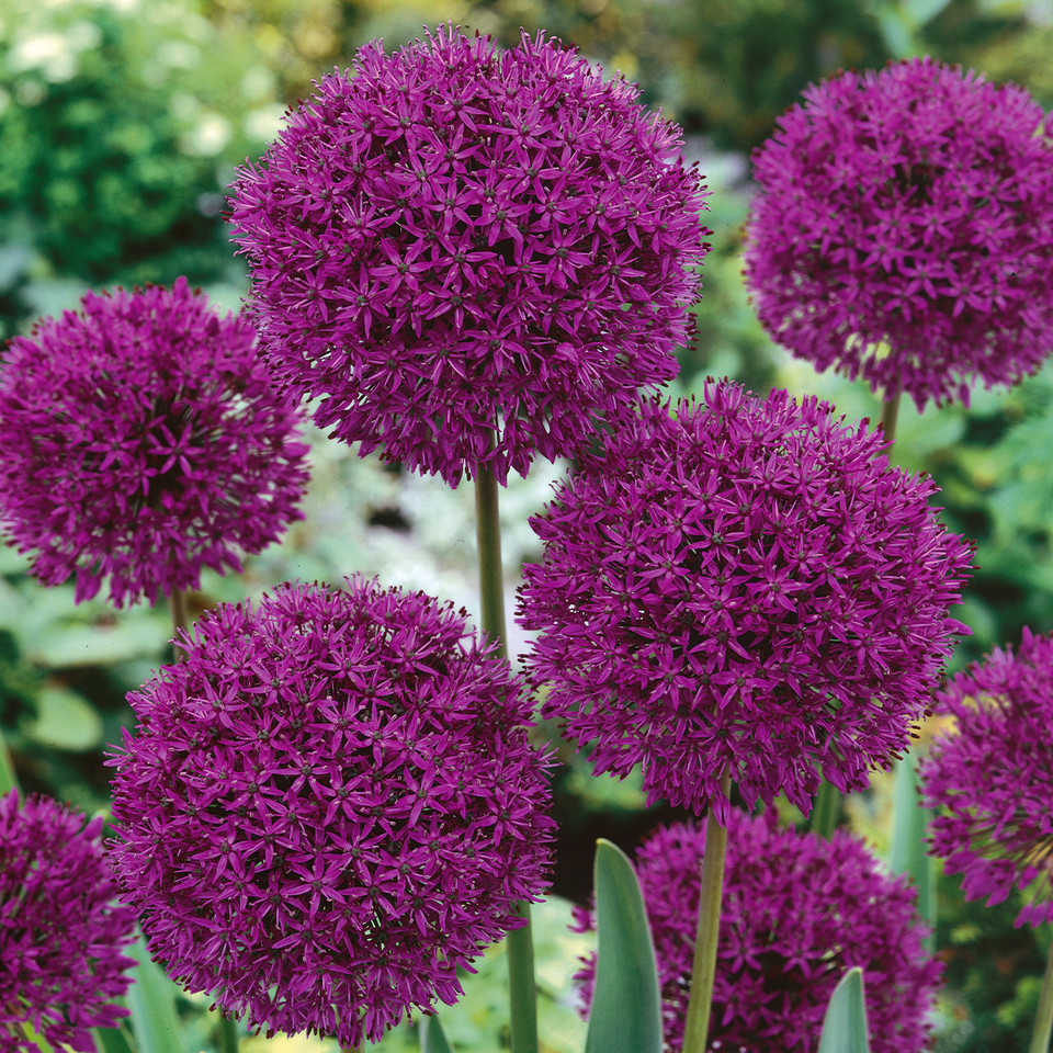Allium Afl. Purple Sensation J Parker Dutch Bulbs (Wholesale) Ltd. (B2B)