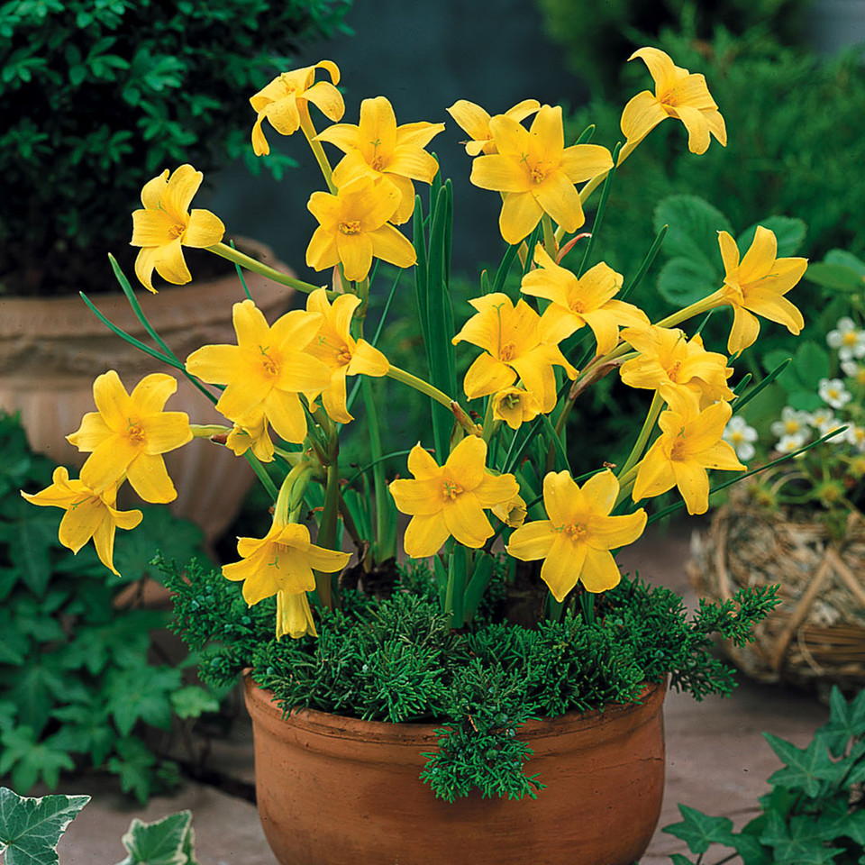 Chlidanthus Fragrans J Parker Dutch Bulbs (Wholesale) Ltd. (B2B)