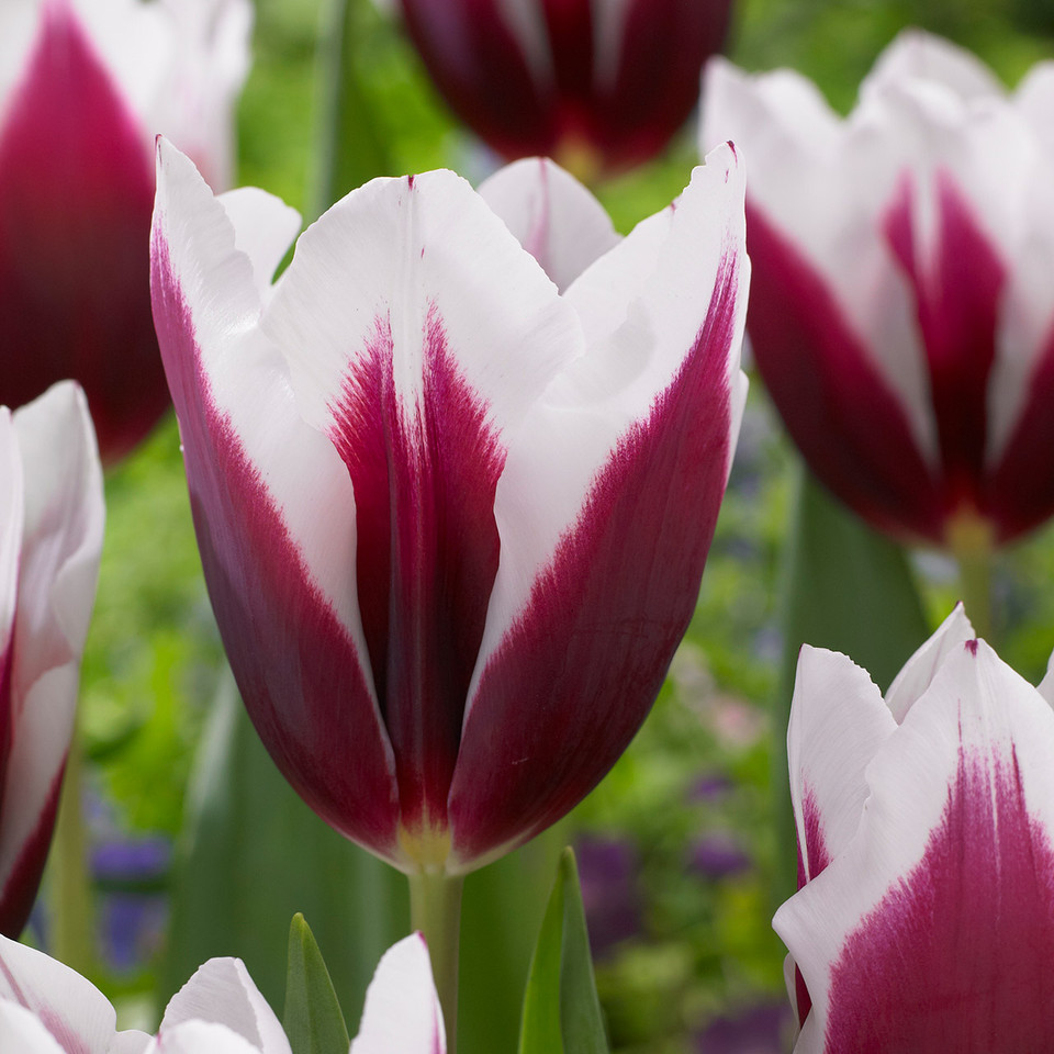 Buy premium quality Tulip 'Spitsbergen' 10/12cm from Dutch Bulbs