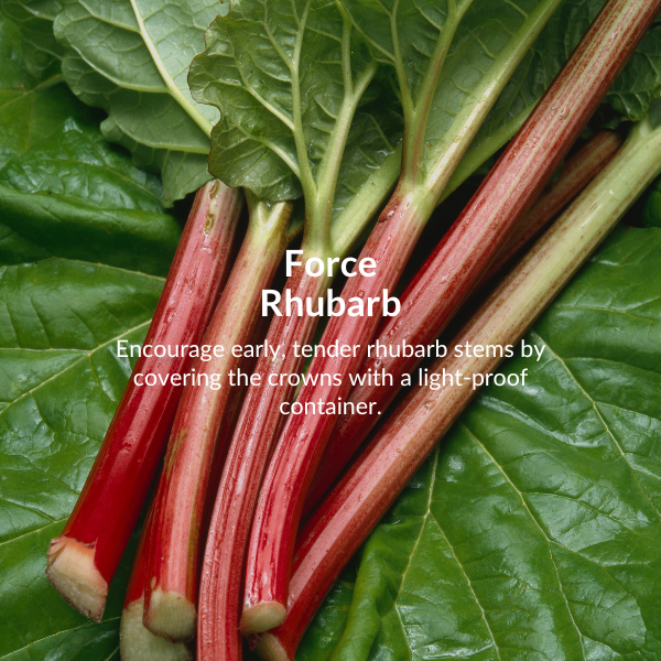 Plant spring flowering bulbs. Now is a great time to plant daffodils, crocuses, fritillarias and hyacinths. 