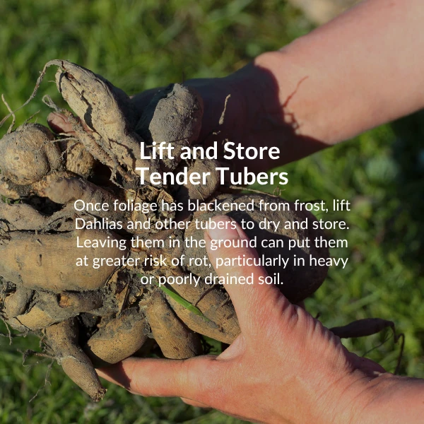 Lift and store tender tubers. Once foliage has blackened from frost, lift Dahlias and other tubers to dry and store. Leaving them in the ground can put them at greater risk of rot, particularly in heavy or poorly drained soil 