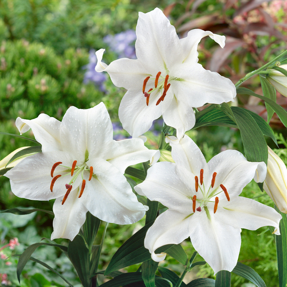 Lilies | Dutch Bulbs