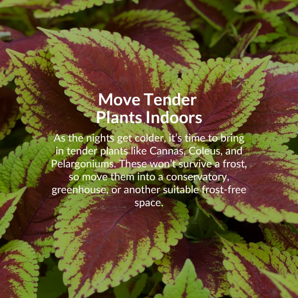 Move tender plants indoors. As the nights get colder, it is time to bring in tender plants like cannas, coleus and pelagoniums.