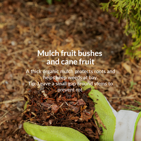 Plant spring flowering bulbs. Now is a great time to plant daffodils, crocuses, fritillarias and hyacinths. 