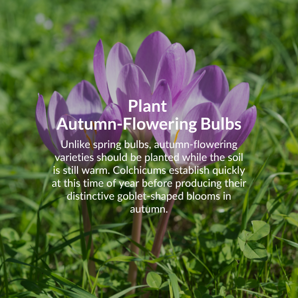 Plant spring flowering bulbs. Now is a great time to plant daffodils, crocuses, fritillarias and hyacinths. 
