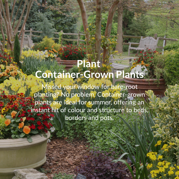Plant spring flowering bulbs. Now is a great time to plant daffodils, crocuses, fritillarias and hyacinths. 