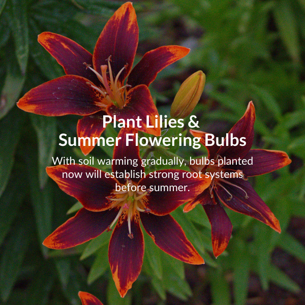 Move tender plants indoors. As the nights get colder, it is time to bring in tender plants like cannas, coleus and pelagoniums.