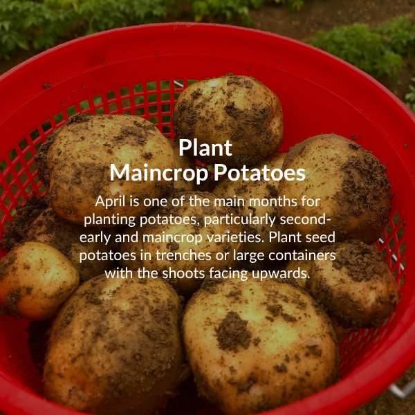 Move tender plants indoors. As the nights get colder, it is time to bring in tender plants like cannas, coleus and pelagoniums.