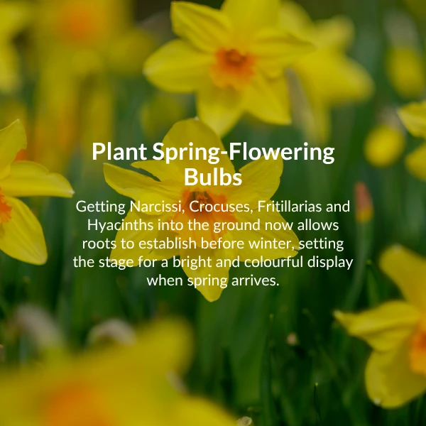 Plant spring flowering bulbs. Now is a great time to plant daffodils, crocuses, fritillarias and hyacinths. 
