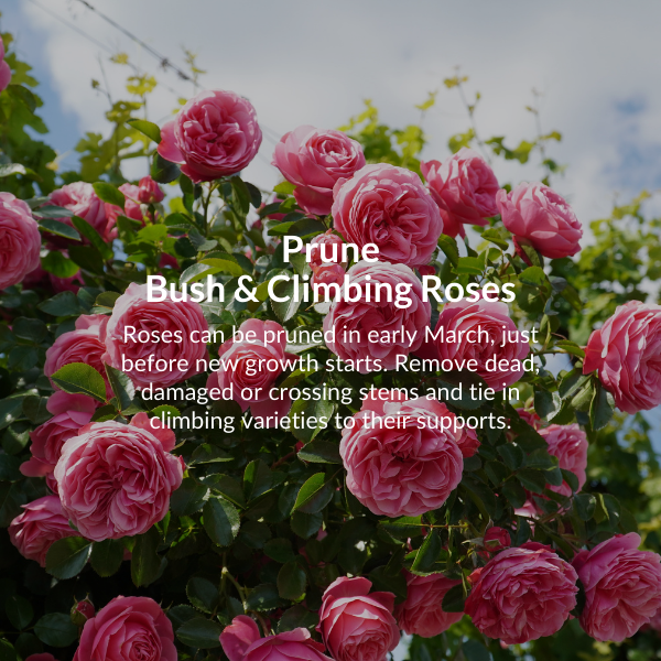 Sow broad beans. Sow seeds 5cm deep and around 15-20cm apart in fertile, free-draining soil.