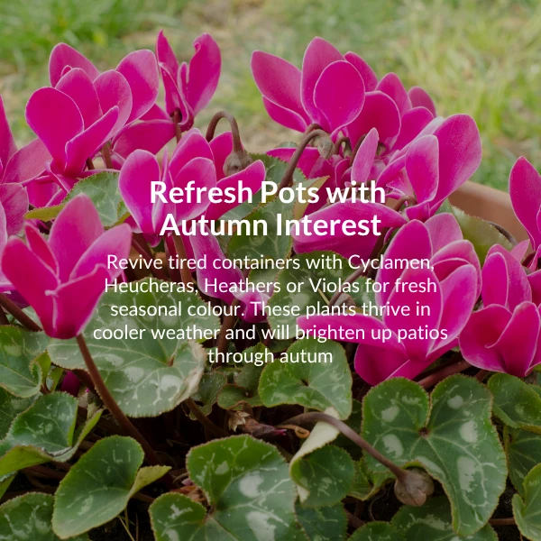 Move tender plants indoors. As the nights get colder, it is time to bring in tender plants like cannas, coleus and pelagoniums.