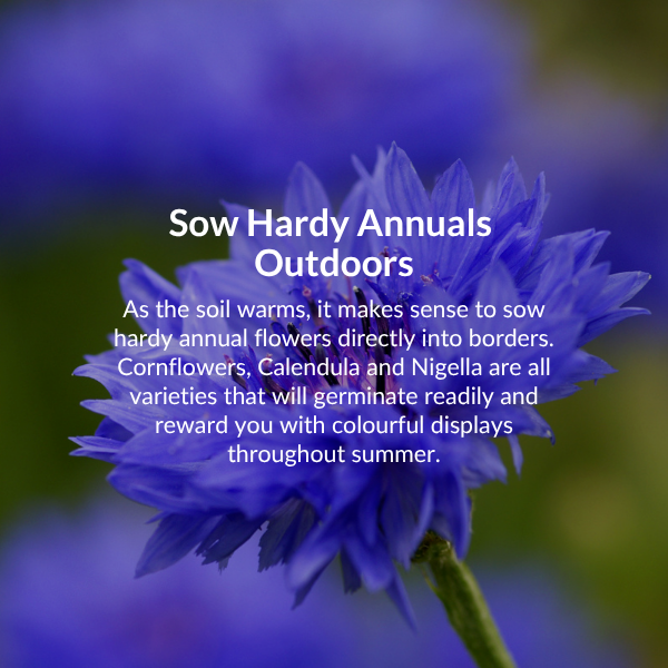 Plant spring flowering bulbs. Now is a great time to plant daffodils, crocuses, fritillarias and hyacinths. 