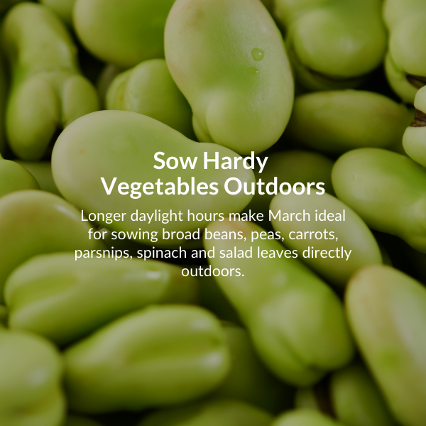 Plant spring flowering bulbs. Now is a great time to plant daffodils, crocuses, fritillarias and hyacinths. 