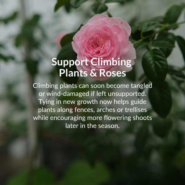 Sow broad beans. Sow seeds 5cm deep and around 15-20cm apart in fertile, free-draining soil.