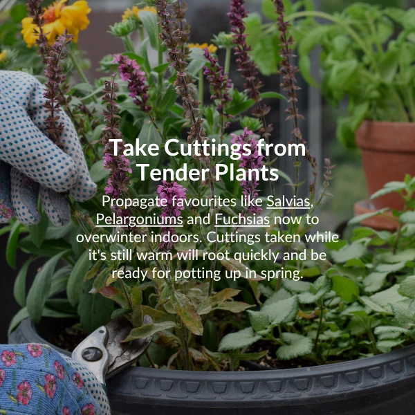Plant spring flowering bulbs. Now is a great time to plant daffodils, crocuses, fritillarias and hyacinths. 