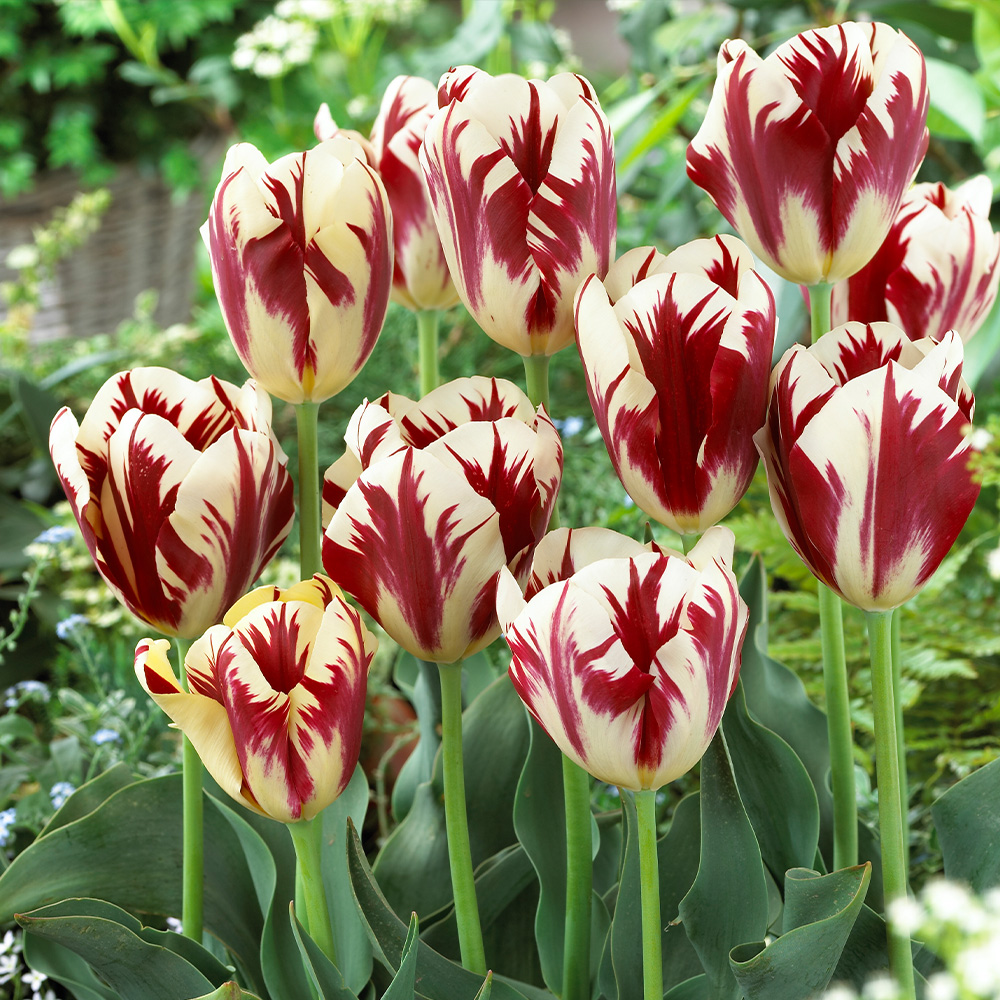 Tulips | Parkers Wholesale