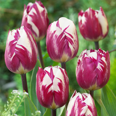 Tulip Raspberry Ripple | Parkers Wholesale