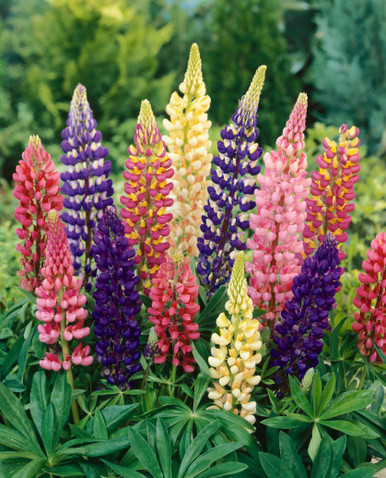 Russell Lupins Mixed | Parkers Wholesale