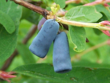 Honeyberry (Lonicera Kamtschatica) | Parkers Wholesale
