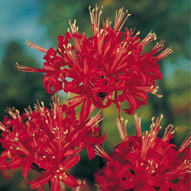 Lycoris_radiata_0005791__41936