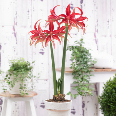 Amaryllis Quito - J Parker Dutch Bulbs (Wholesale) Ltd. (B2B)
